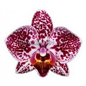 Орхидея 1 ветка (Cadiz)